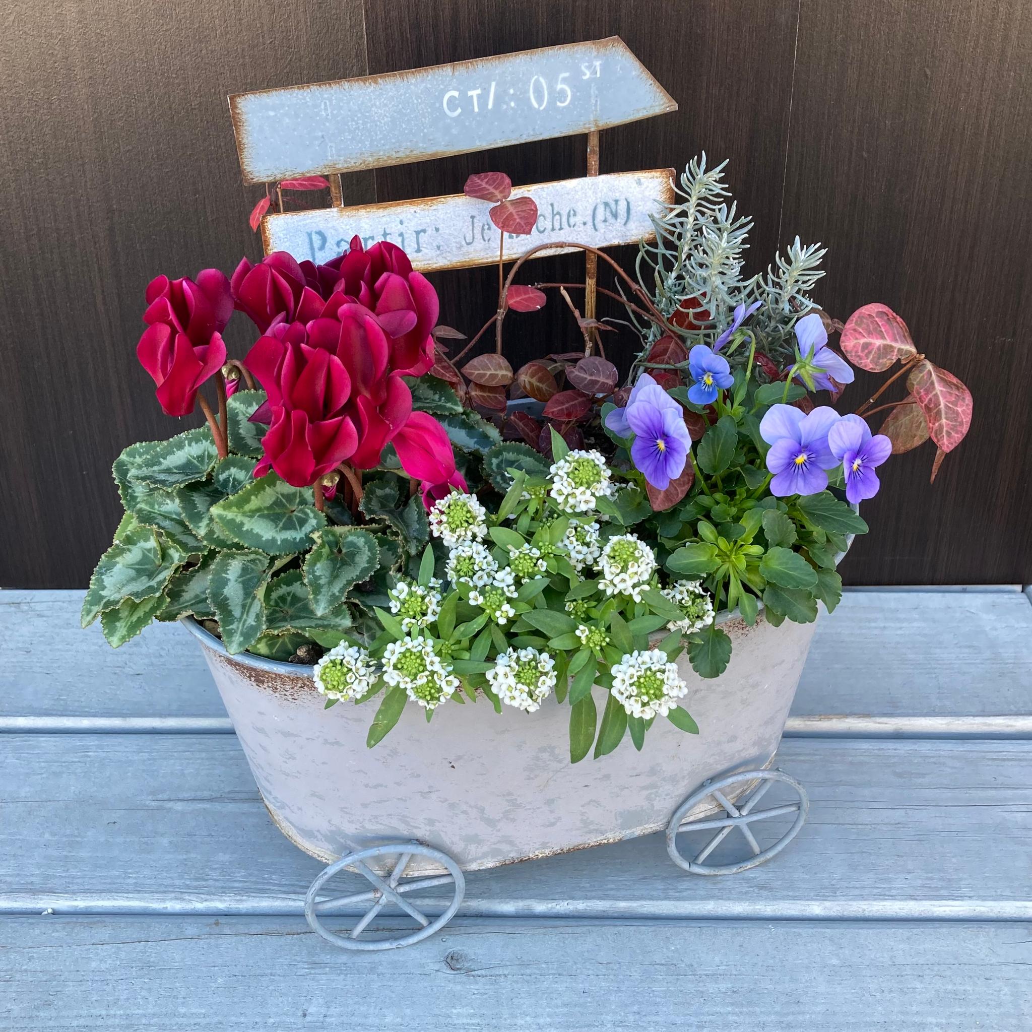 お正月【季節の寄せ植え・鉢物】シクラメンとアリッサムの季節の寄せ植え　クリスマス