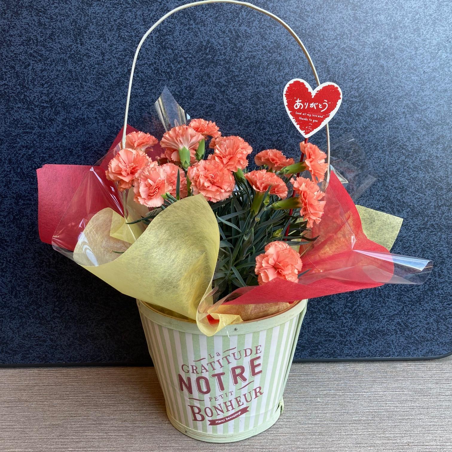 【母の日鉢物】手つきかごのカーネーション 4寸 花苗・器・ピック・リボン・ラッピングセット | 3枚目