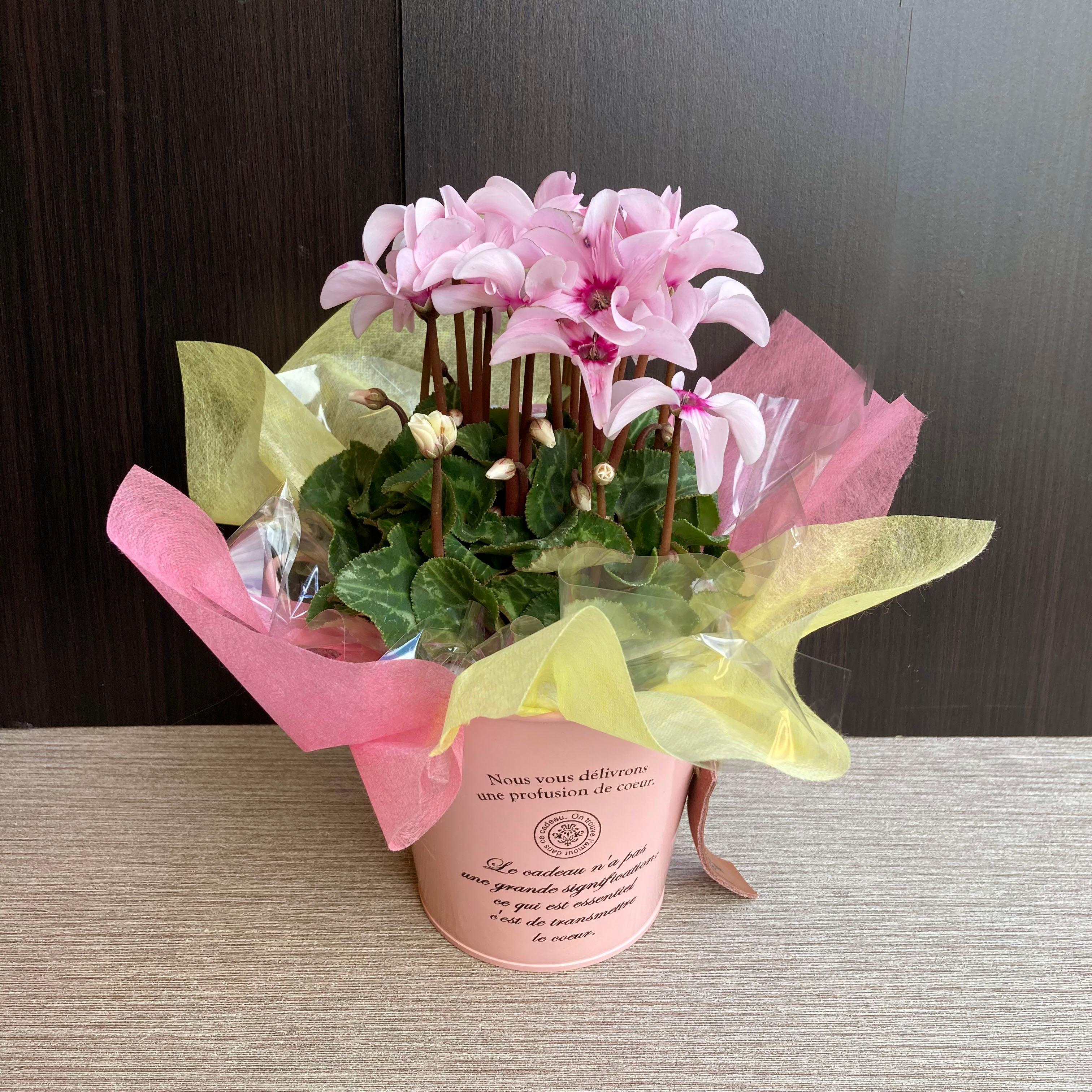 希少品種【クリスマス・お正月】新品種シクラメン(イリュージア)のポットセット アイアンポット/お正月飾り/ガーデニング1枚目の画像