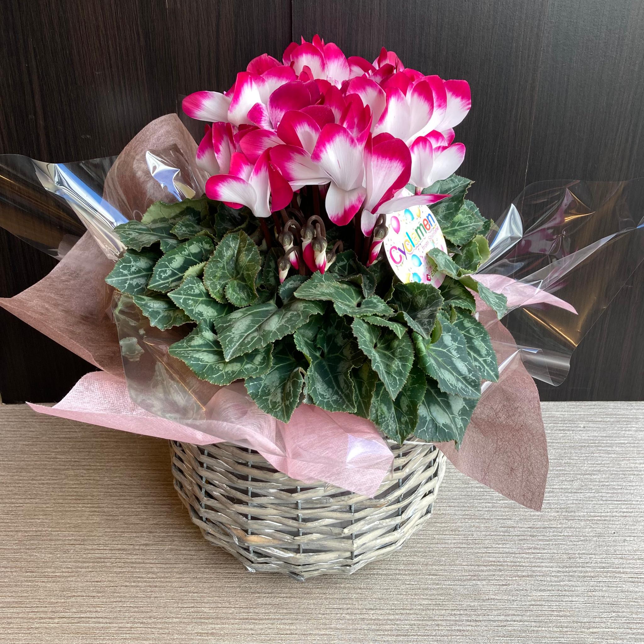 一点物【クリスマス・お正月】シクラメン(インディアカ)のカゴセット カゴ/お正月飾り/ガーデニング1枚目の画像