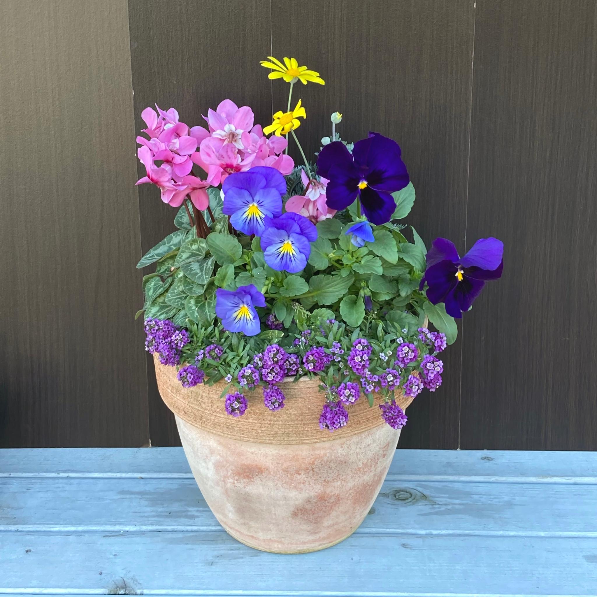 一点物【お正月】パンジーとジックス(シクラメン)の季節の寄せ植え【クリスマス・お正月】1枚目の画像